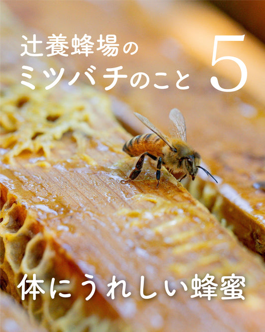 【辻養蜂場のミツバチのこと5】
