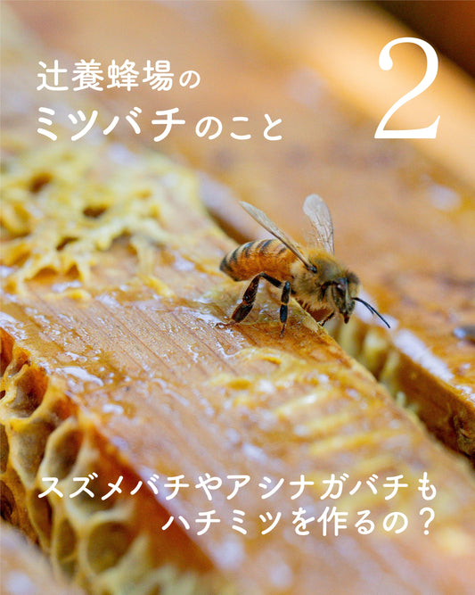 コラム【辻養蜂場のミツバチのこと2】をアップしました！