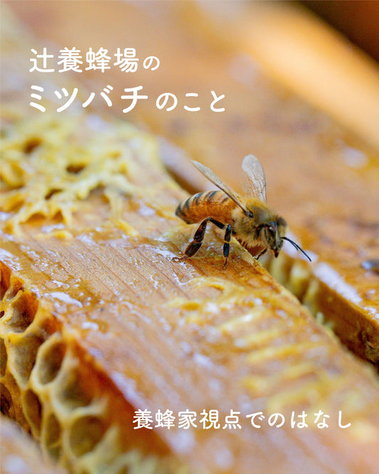 【辻養蜂場のミツバチのこと】