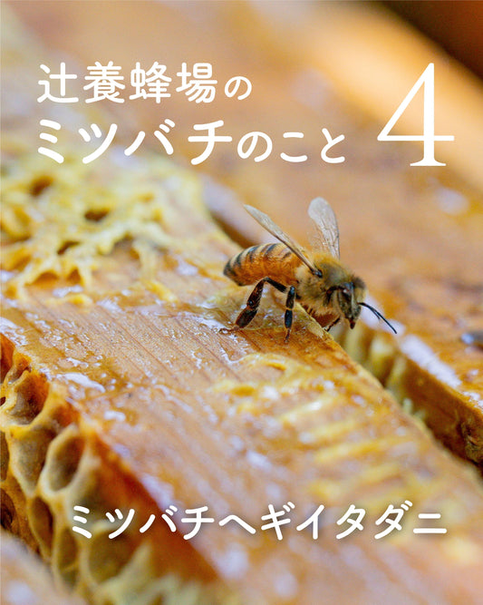 【辻養蜂場のミツバチのこと4】