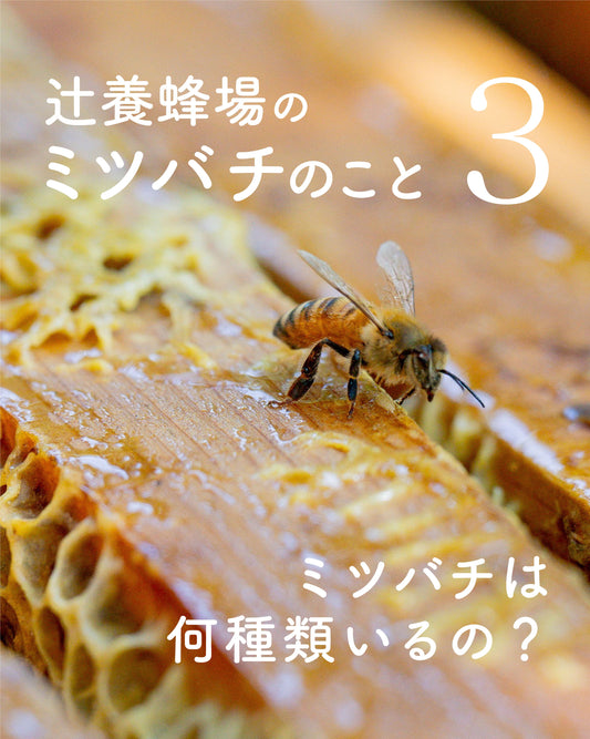 コラム「辻󠄀養蜂場のミツバチのこと3」をアップしました。