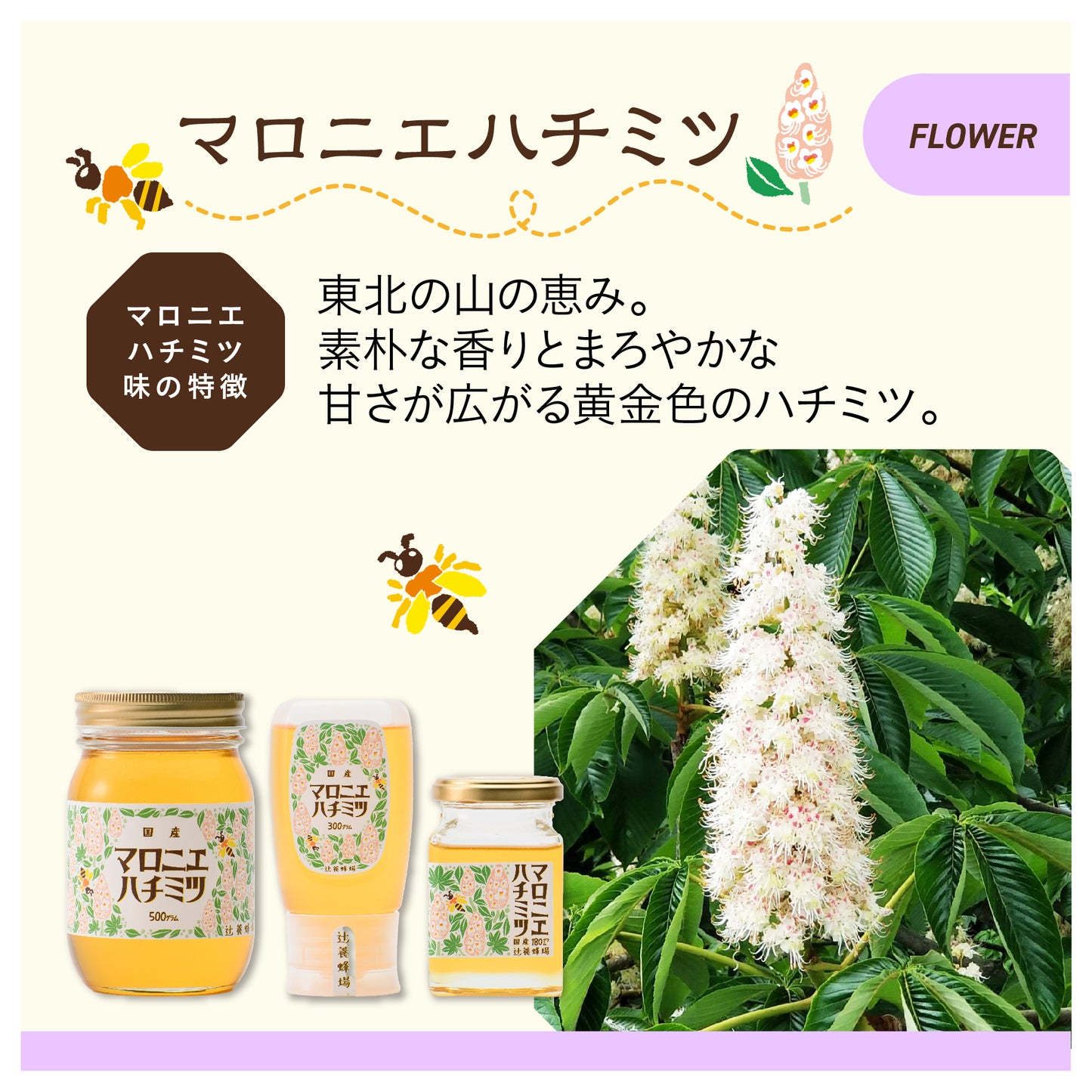 レンゲハチミツ(300g) + マロニエハチミツ(180g)